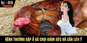 Bệnh Thường Gặp Ở Gà Chọi Giảm Sức Đá Cần Lưu Ý