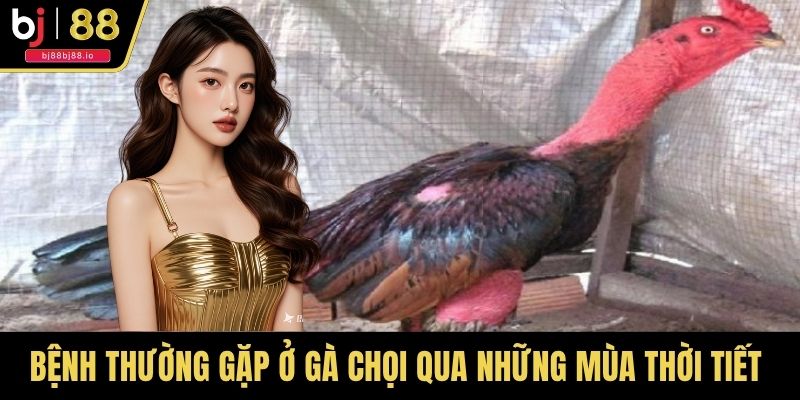 Bệnh thường gặp ở gà chọi qua những mùa thời tiết thay đổi