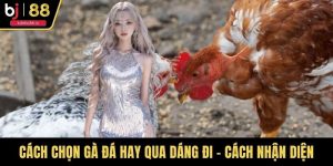 Cách Chọn Gà Đá Hay Qua Dáng Đi – Cách Nhận Diện