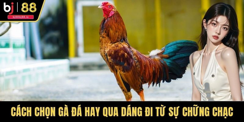 Cách chọn gà đá hay qua dáng đi từ sự chững chạc