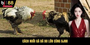 Cách Nuôi Gà Đá Bo Lớn Cùng BJ88: Bí Quyết Chăm Sóc Toàn Diện