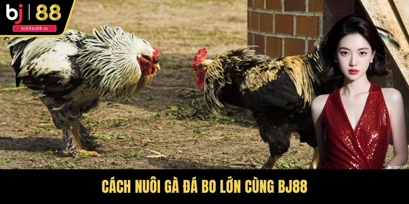 Cách Nuôi Gà Đá Bo Lớn Cùng BJ88: Bí Quyết Chăm Sóc Toàn Diện