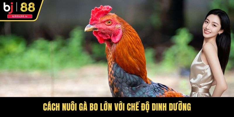 Cách nuôi gà bo lớn với chế độ dinh dưỡng