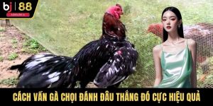 Cách Vần Gà Chọi Đánh Đâu Thắng Đó Cực Hiệu Quả