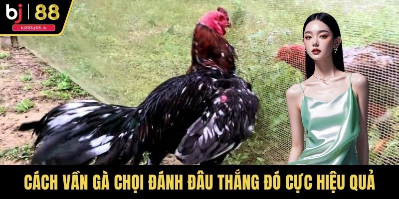 Cách Vần Gà Chọi Đánh Đâu Thắng Đó Cực Hiệu Quả