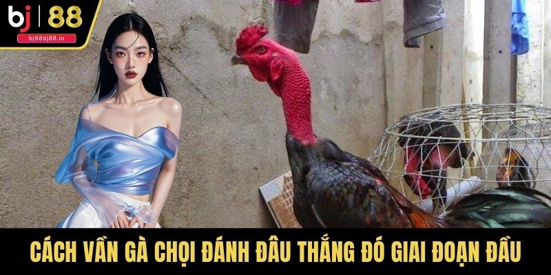 Cách vần gà chọi đánh đâu thắng đó trong giai đoạn đầu