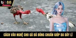 Cách Vào Nghệ Cho Gà Đá Đúng Chuẩn Giúp Da Dày Lì