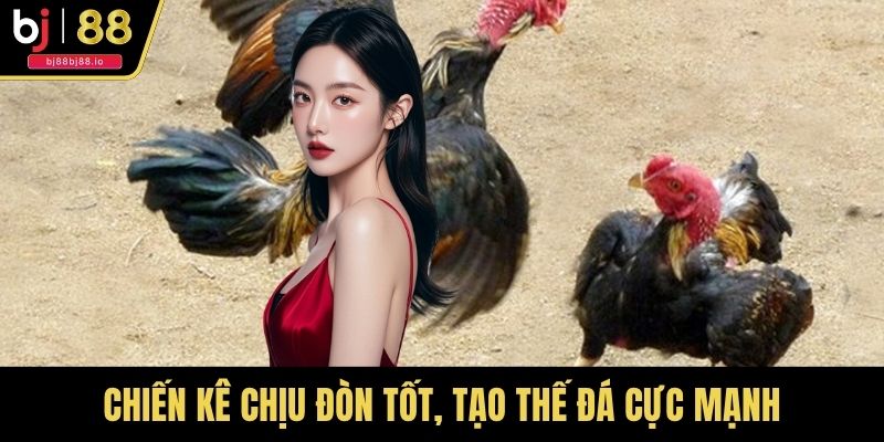 Chiến kê chịu đòn tốt, tạo thế đá cực mạnh