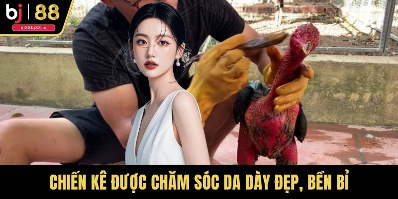 Chiến kê được chăm sóc da dày đẹp, bền bỉ