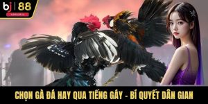 Chọn Gà Đá Hay Qua Tiếng Gáy – Bí Quyết Dân Gian