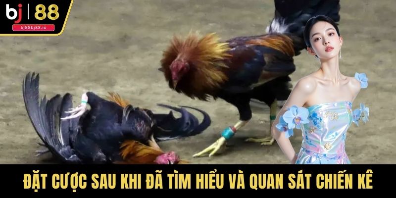 Đặt cược sau khi đã tìm hiểu và quan sát chiến kê
