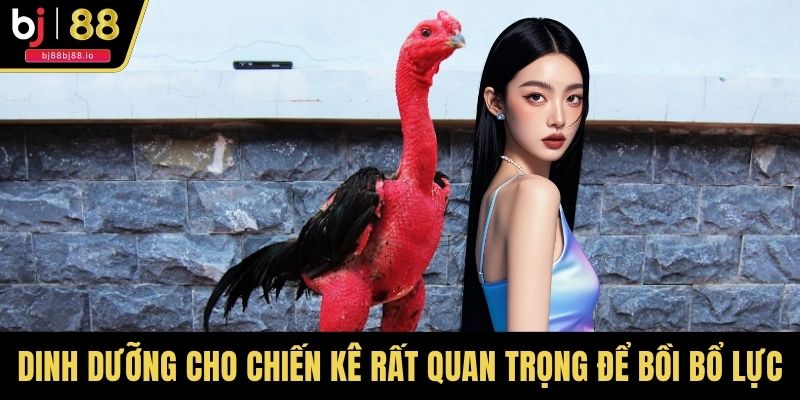 Dinh dưỡng cho chiến kê rất quan trọng để bồi bổ sức lực