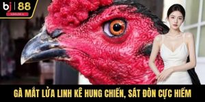 Gà Mắt Lửa Linh Kê Hung Chiến, Sát Đòn Cực Hiểm