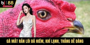 Gà Mắt Rắn Lối Đá Hiểm, Khí Lạnh, Thắng Dễ Dàng