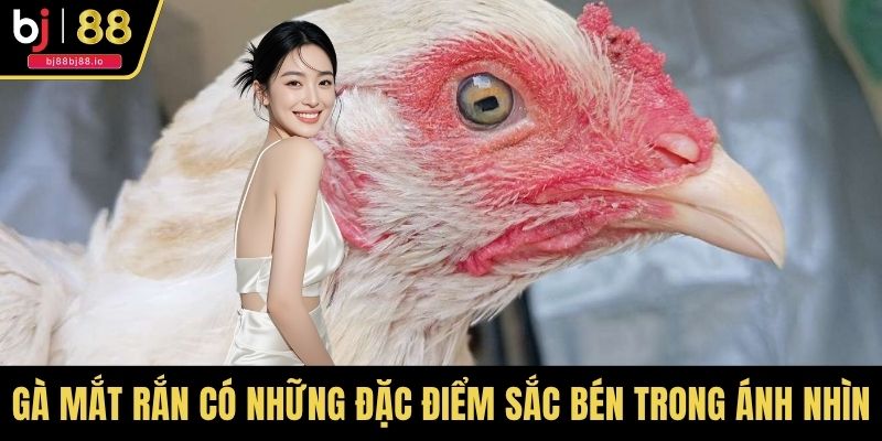 Gà mắt rắn có những đặc điểm sắc bén trong ánh nhìn