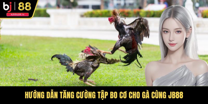Hướng dẫn tăng cường tập bo cơ cho gà cùng JB88