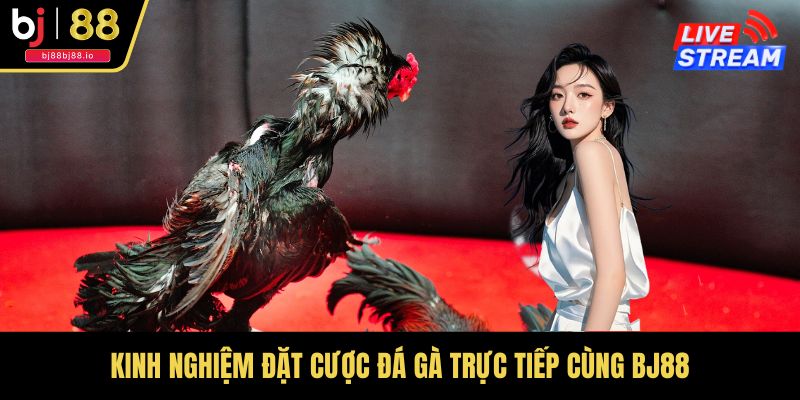 Kinh Nghiệm Đặt Cược Đá Gà Trực Tiếp Cùng BJ88