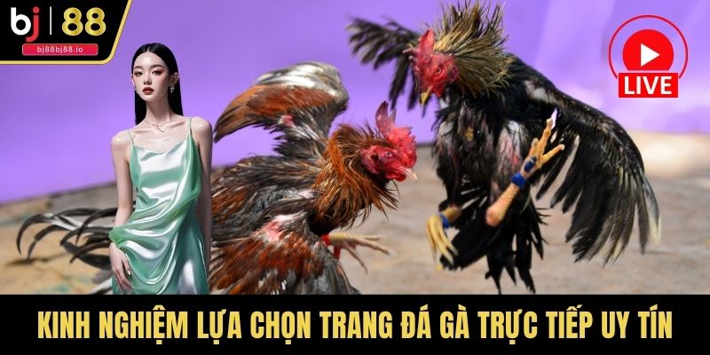 Kinh nghiệm lựa chọn trang đá gà trực tiếp uy tín