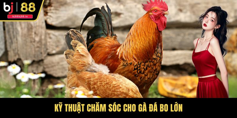 Kỹ thuật chăm sóc cho gà đá bo lớn