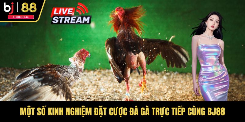 Một số kinh nghiệm đặt cược đá gà trực tiếp