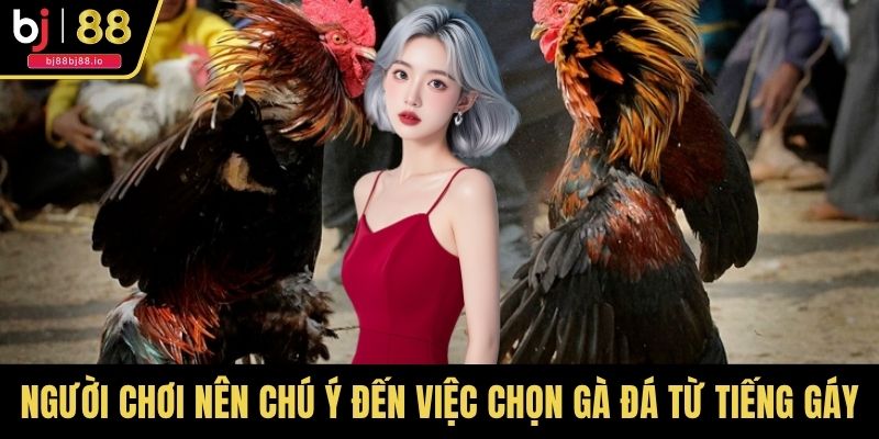 Người chơi nên chú ý đến việc chọn gà đá từ tiếng gáy