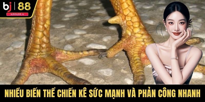 Nhiều biến thể tạo cho chiến kê sức mạnh và phản công nhanh