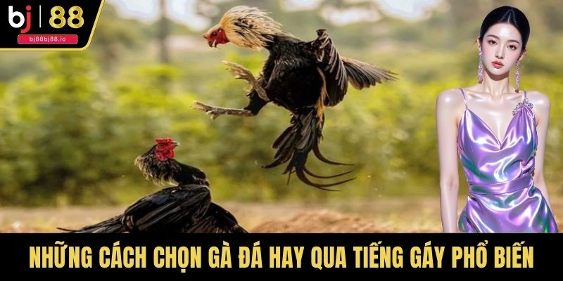 Những cách chọn gà đá hay qua tiếng gáy phổ biến