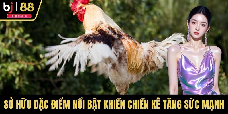 Sở hữu đặc điểm nổi bật khiến chiến kê tăng thêm sức mạnh