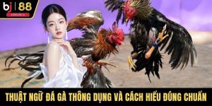 Thuật Ngữ Đá Gà Thông Dụng Và Cách Hiểu Đúng Chuẩn