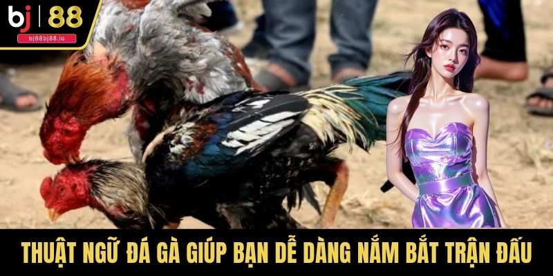Thuật ngữ đá gà giúp bạn dễ dàng nắm bắt trận đấu