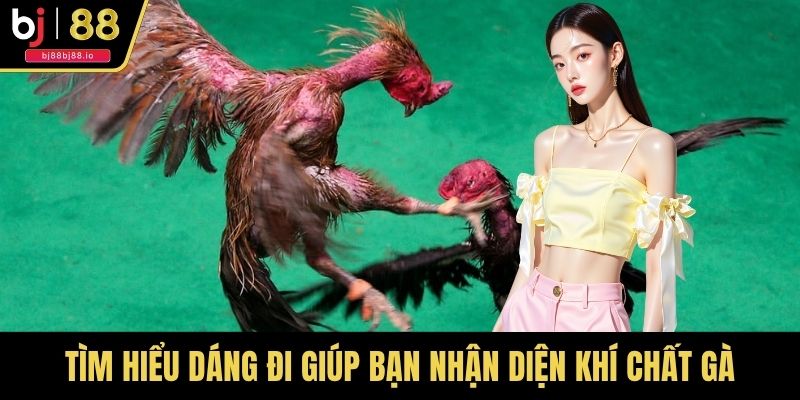 Tìm hiểu dáng đi giúp bạn nhận diện khí chất gà