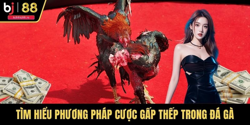 Tìm hiểu phương pháp cược gấp thếp trong đá gà