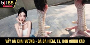Vảy Gà Khai Vương - Gà Đá Hiểm, Lỳ, Đòn Chính Xác
